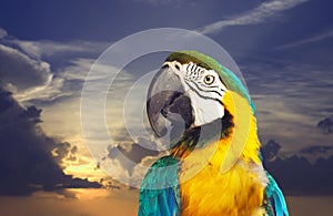 Macaw papagay gainst dawn sky