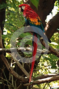 Macaw parrot photo