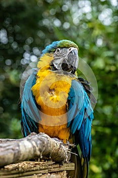 Macaw Parrot