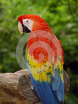 Macaw parrot