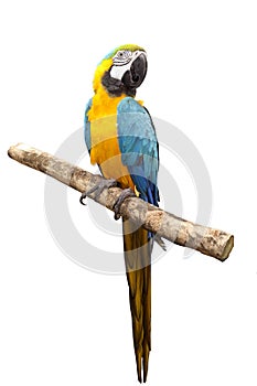 Macaw parrot