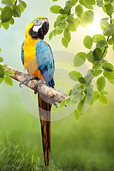 Macaw parrot