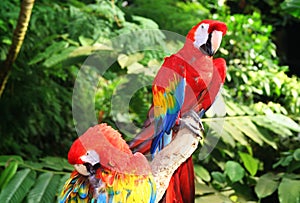 Macaw parrot