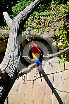 Macaw parrot