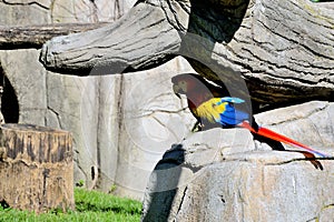 Macaw parrot