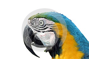 Macaw parrot photo