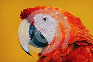 The Macaw Parrot