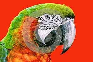 The Macaw Parrot