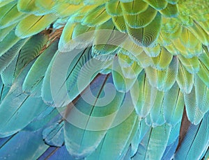 Macaw parrot photo