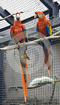 Macaw parrot