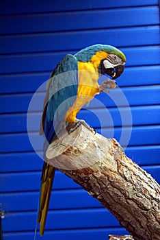 Macaw parrot in an aviary