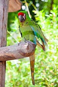 Macaw Parrot bird