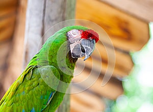 Macaw Parrot bird