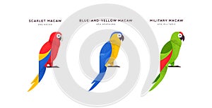 Macaw parrot bird isolated animal cartoon set
