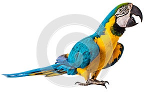 Macaw Parrot bird isolated on white