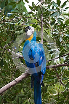 Macaw parrot bird perched on a branch