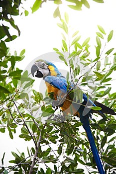 Macaw parrot bird perched on a branch photo