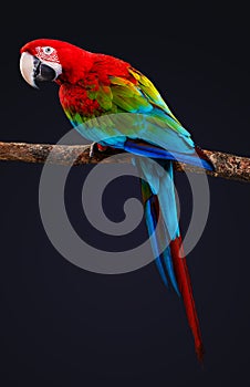 Macaw Parrot bird on tree branch isolated on black