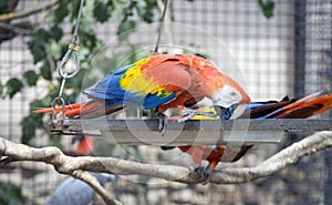 Macaw parrot bird vertebrate beak claws photo