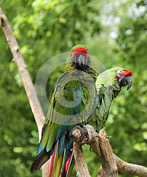 Macaw Parrot Birds.