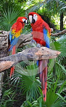Macaw parrot birds