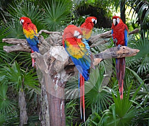 Macaw parrot birds