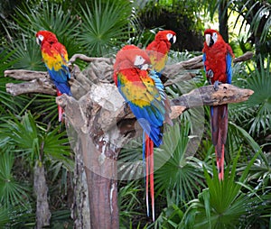 Macaw parrot birds