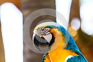 Macaw parrot with blue color