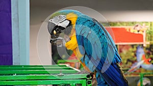 A macaw parrot with blue wings sits on a green cage