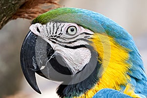 Macaw Parrot Blue Yellow closeup portrait