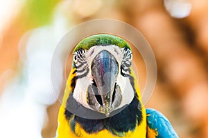 Macaw parrot blue and yellow color