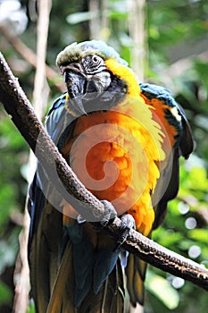 Macaw parrot blue and yellow gold bird close up stock photo