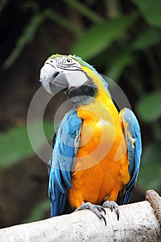 Macaw parrot blue and yellow gold bird close up stock photo