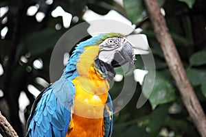 Macaw parrot blue and yellow gold bird close up stock photo