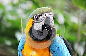 Macaw parrot blue and yellow gold bird close up stock photo