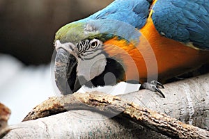 Macaw parrot blue and yellow gold bird close up stock photo