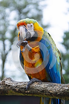 Macaw parrot on branches, blue yellow colorful parrots at the zoo