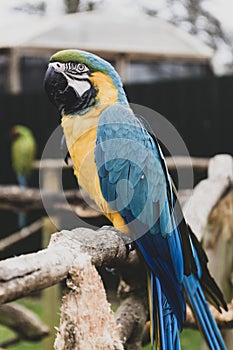 Macaw parrot on branches, blue yellow colorful parrots at the zoo