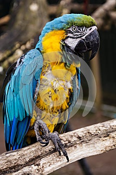 Macaw parrot on branches, blue yellow colorful parrots at the zoo