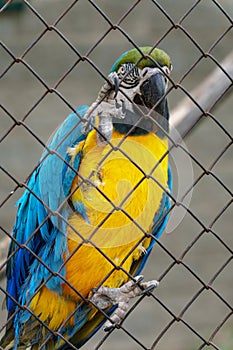 Macaw parrot in a cage at the zoo. Beautiful colorful parrot close-up