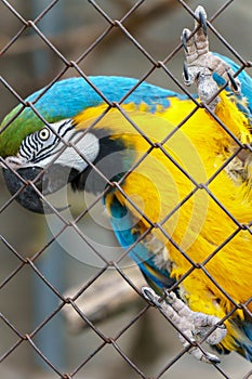 Macaw parrot in a cage at the zoo. Beautiful colorful parrot close-up