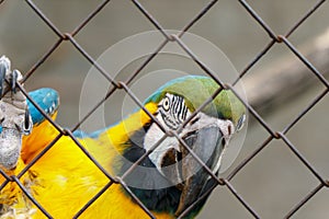 Macaw parrot in a cage at the zoo. Beautiful colorful parrot close-up