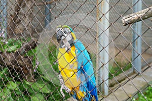 Macaw parrot in a cage at the zoo. Beautiful colorful parrot close-up