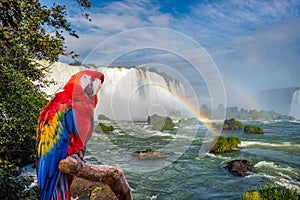 The macaw parrot at the Cataratas of Iguacu photo