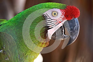 Macaw parrot close up. Green feathers and a red crest.