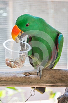 Macaw parrot eating food