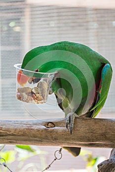 Macaw parrot eating food