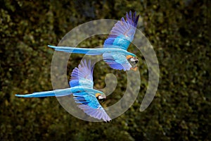 Macaw parrot in flight. Big blue Ara ararauna in the dark green forest habitat in Pantanal, Brazil. Action wildlife scene from