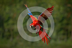 Macaw parrot flying in dark green vegetation with beautiful back light and rain. Scarlet Macaw, Ara macao, in tropical forest,