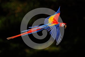 Macaw parrot flying in dark green vegetation with beautiful back light and rain. Scarlet Macaw, Ara macao, in tropical forest,